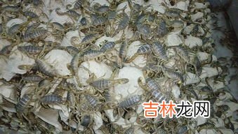 家里放什么可以驱蝎子,家里放什么可以驱蝎子