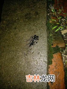 家里放什么可以驱蝎子,家里放什么可以驱蝎子