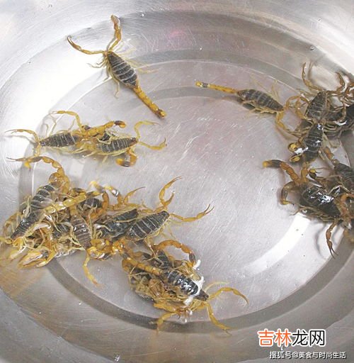 家里放什么可以驱蝎子,家里放什么可以驱蝎子