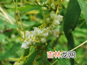 菟丝子的功效作用,菟丝子的功效与作用是什么