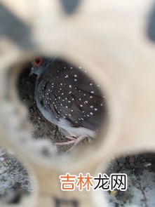 野鸽子和斑鸠的区别是什么,野鸽子和斑鸠的区别,野鸽子是保护动物吗