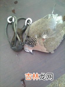 野鸽子和斑鸠的区别是什么,野鸽子和斑鸠的区别,野鸽子是保护动物吗