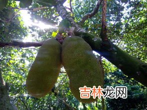 煮菠萝蜜核为什么要加盐,菠萝蜜核的吃法