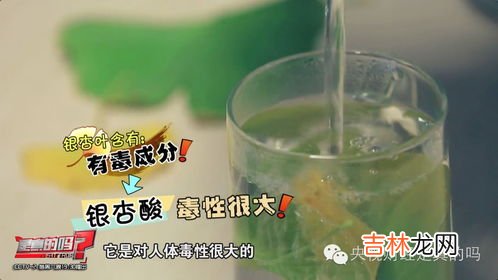 银杏叶片泡水喝的功效与作用,银杏叶泡水喝有什么功效?