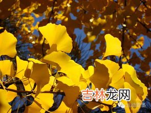 银杏叶片泡水喝的功效与作用,银杏叶泡水喝有什么功效?