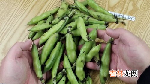 胡豆怎么保存才新鲜,嫩蚕豆怎么保鲜储存