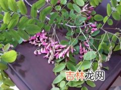 红色槐花怎么吃,槐花的吃法