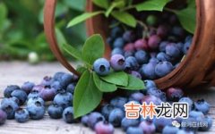 蓝莓籽胶囊什么年龄吃,蓝莓籽胶囊的功效