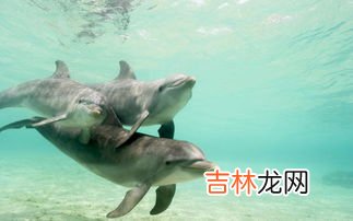 海豚是什么动物,海豚是什么类动物