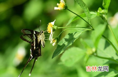 蝴蝶是如何形成的,蝴蝶是怎么变成的过程