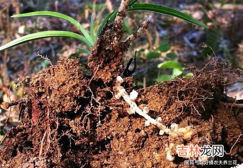 四季玫瑰的养殖方法和注意事项,四季玫瑰的养殖方法和注意事项