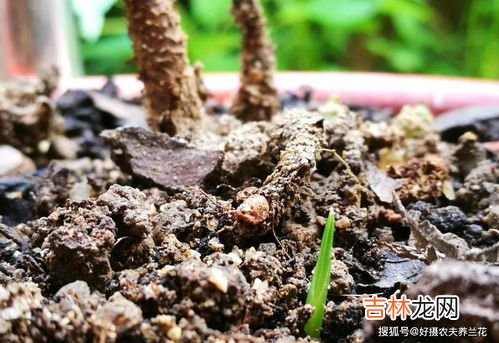 四季玫瑰的养殖方法和注意事项,四季玫瑰的养殖方法和注意事项