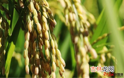 涿州特产,涿州特产有什么，要有介绍。再写一句广告词。