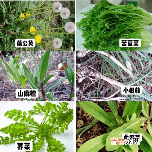紫草油不能擦哪些地方,婴儿紫草油的副作用