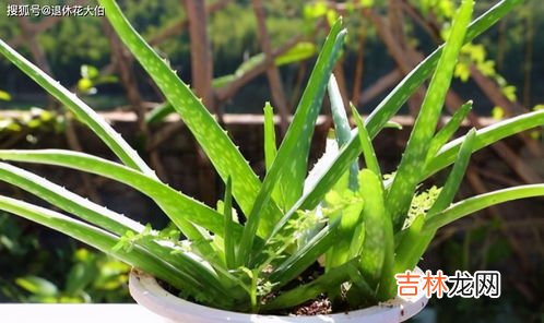 紫草油不能擦哪些地方,婴儿紫草油的副作用