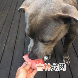 狗狗可以吃西瓜吗,猫咪狗狗可以吃西瓜吗