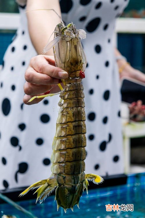 蛏子鼻子为什么要放掉,蛏子身上掉下来的鼻子是什么？