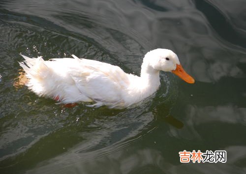非洲雁是鸭还是鹅,这是什么鸭子，保护动物吗