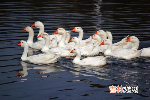 非洲雁是鸭还是鹅,这是什么鸭子，保护动物吗