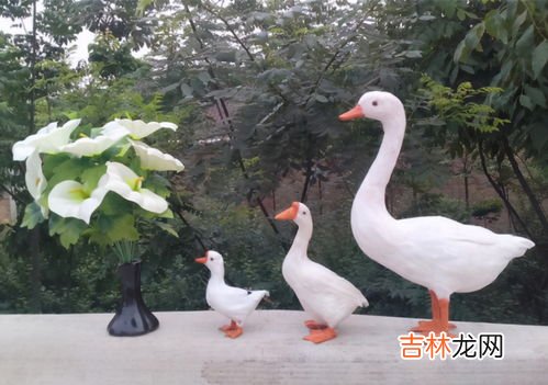 非洲雁是鸭还是鹅,这是什么鸭子，保护动物吗