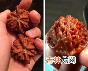 把玩核桃和普通核桃一样不,文玩核桃 核桃树是和普通的核桃树一样吗？