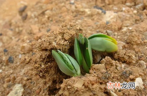 详解蜀葵花种子种植方法 蜀葵种子怎么催芽,蜀葵种子什么时候播种最好