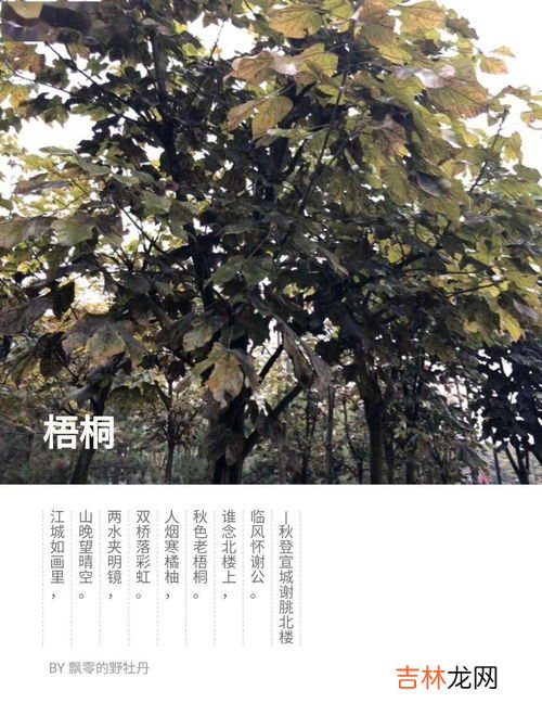 梧桐寓意是什么,梧桐树的寓意