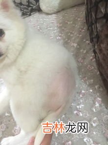 什么是尾毛,斑马的尾巴什么颜色的?