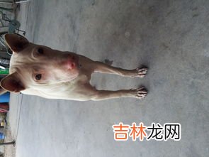什么是尾毛,斑马的尾巴什么颜色的?