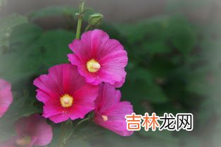 蜀葵花什么时候开花,蜀葵花什么季节种