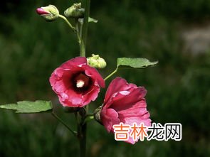 蜀葵花什么时候开花,蜀葵花什么季节种