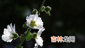 蜀葵花什么时候开花,蜀葵花什么季节种