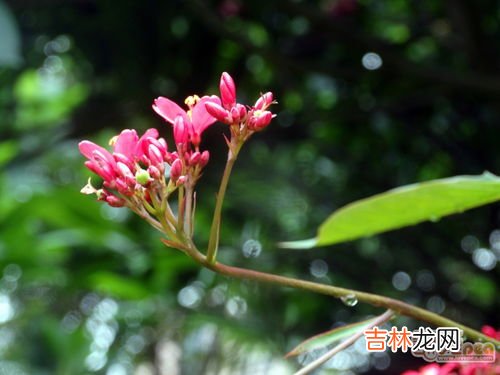 一年四季都盛开的花是啥花,一年四季都盛开的花是什么花