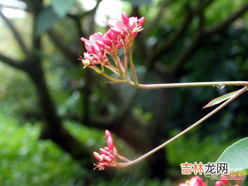 一年四季都盛开的花是啥花,一年四季都盛开的花是什么花