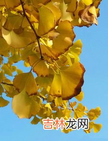 银杏树的落叶像啥,银杏树叶子像什么,如何填空?