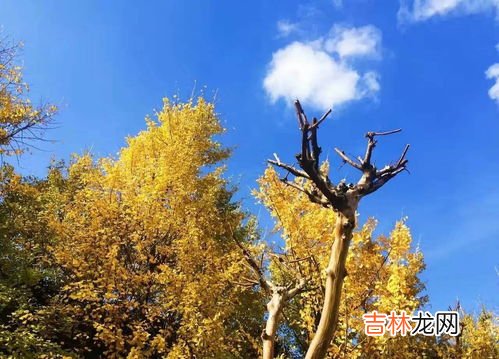 银杏树的落叶像啥,银杏树叶子像什么,如何填空?