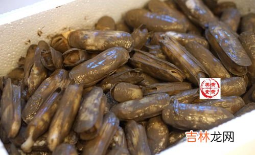 带泥的蛏子怎么洗干净,带泥的蛏子怎么洗干净