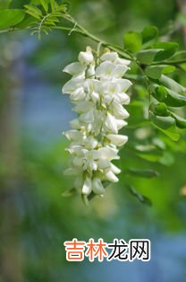 生活中的泡桐花能吃吗,梧桐树的花蜜有毒吗？老家传说泡桐树上的露水都有害，致癌。花蜜更加不能吃了。不知道真假。