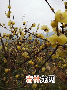 中国腊梅之乡是哪里,中国腊梅文化之乡，在哪儿