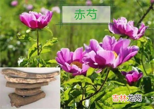 沙冬青的功效与作用,漾妃白金至臻恒颜系列四件套功效