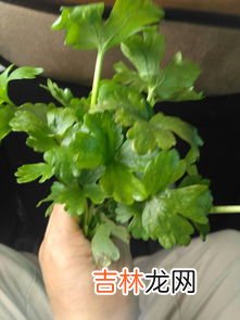 野芹菜要不要焯水,野芹菜冰花煎饺最正宗的做法