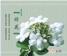 琼花的寓意是什么,琼花的意思是什么意思