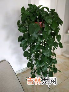 水培绿萝水里放什么,养绿萝水里加什么