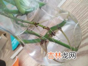 水培绿萝水里放什么,养绿萝水里加什么