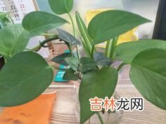 水培绿萝水里放什么,养绿萝水里加什么