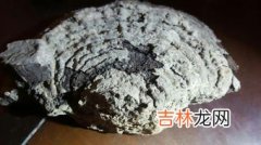 树舌有什么功效与作用,树舌有什么功效与作用 树舌可以怎么吃