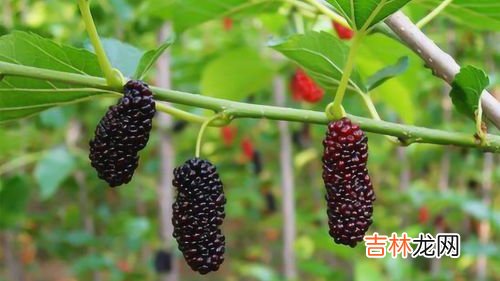 甘葛子的功效和作用,生葛根的功效与作用