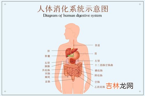 羊大肠和羊小肠的区别有哪些,羊肉汤锅吃小肠还是大肠