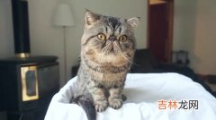 什么是异国短毛猫,异国短毛猫是加菲猫吗