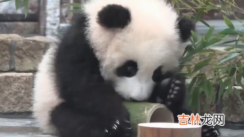 大熊猫喜欢吃啥,大熊猫喜欢吃什么?